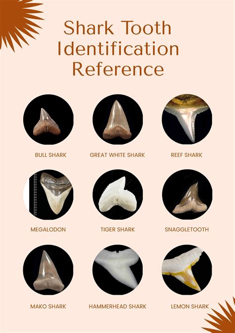 mako shark tooth chart.